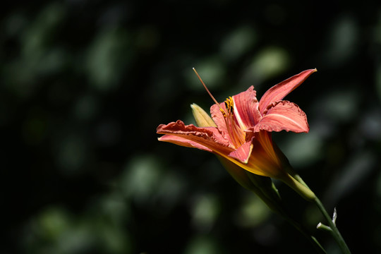 萱草花