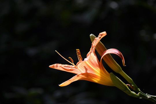 萱草花