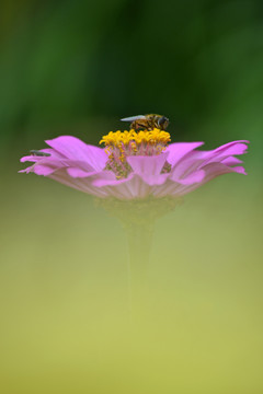 百日菊