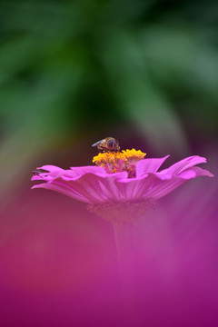 百日菊