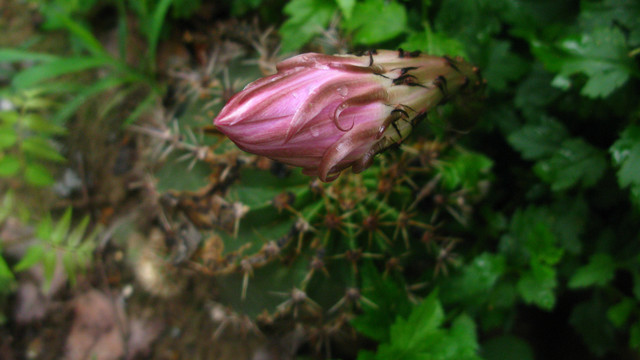 仙人球花