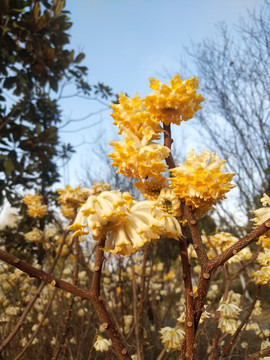 结香花