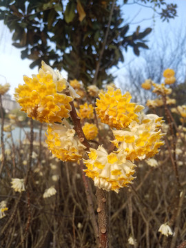 盛开的结香花