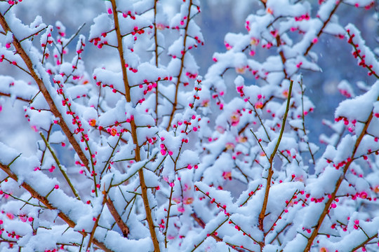 合肥逍遥津梅花雪景