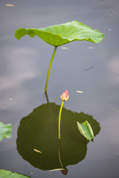 夏日荷花