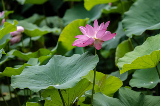 夏日荷花