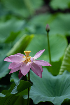 夏日荷花