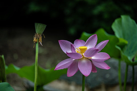 夏日荷花