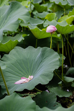 夏日荷花