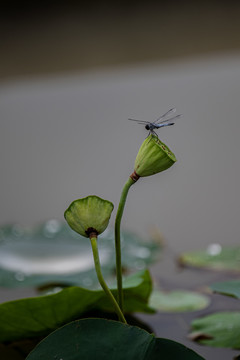 莲蓬蜻蜓