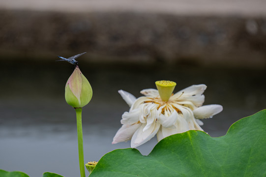 荷花蜻蜓