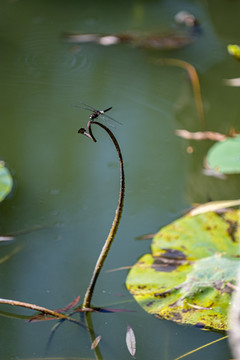 荷塘蜻蜓