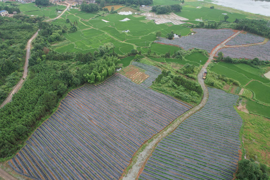 蓝莓种植基地