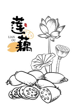 蓮藕插畫