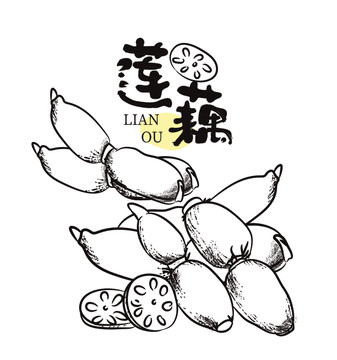 線條蓮藕