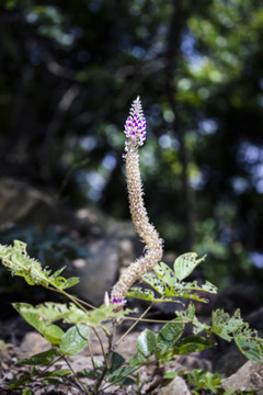 猫尾草