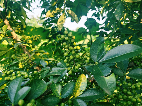 花椒树