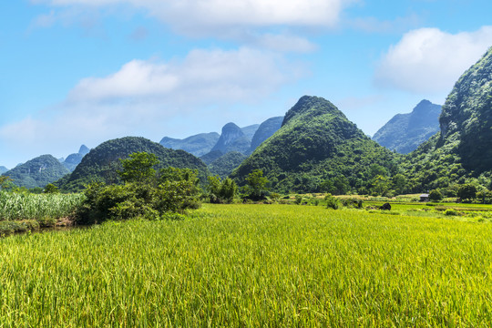 蓝天青山稻田