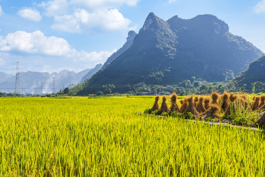 蓝天青山稻田