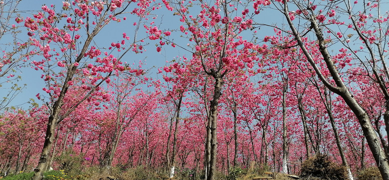 樱花