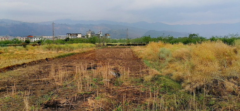 金色田野