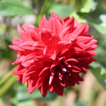 盛开的一朵红色的大丽花
