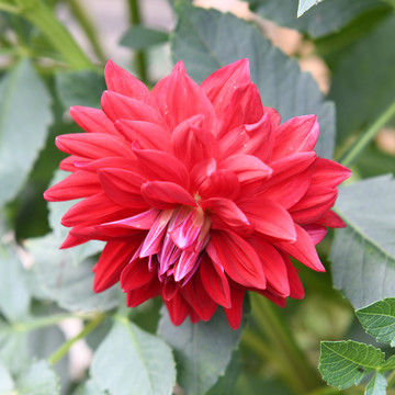 一朵盛开的红色的大丽花