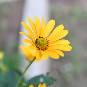 一朵黄色盛开的赛菊芋花