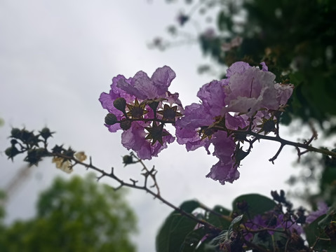 花朵