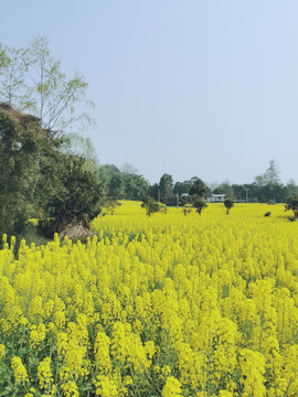 田野