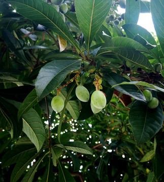 芒果树挂果