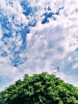 天空与树