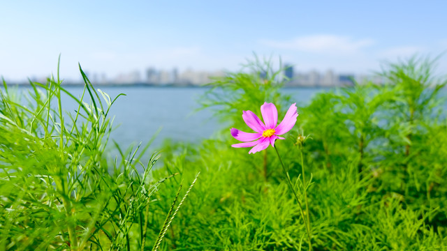 湖边的格桑花