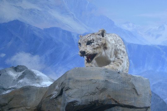 雪山高原野生动物雪豹
