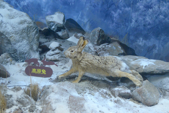 中国西南山地高原兔