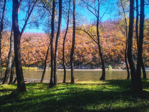 秋季河流草地树林