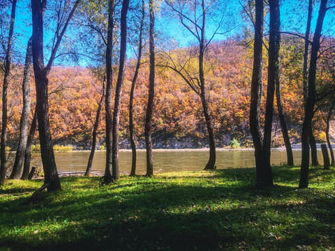 秋季草地树林河流