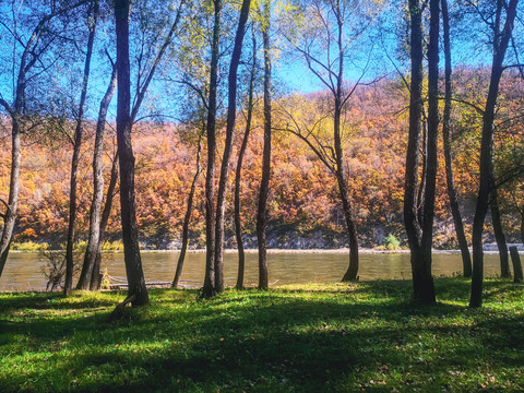 秋季森林河流阳光树林蓝天