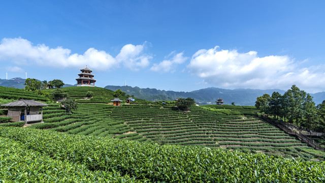 广西柳州三江布央仙人山茶园