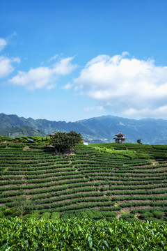 广西柳州三江布央仙人山高山茶