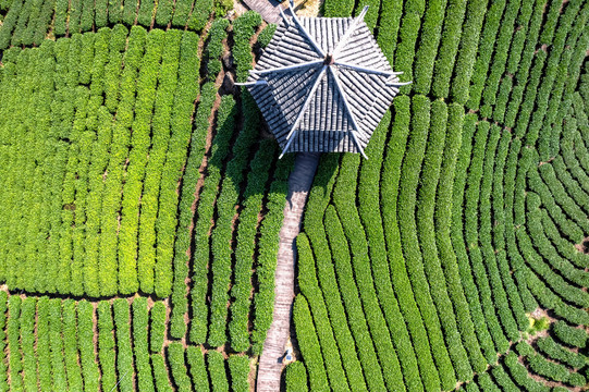 航拍三江侗族布央仙人茶园茶山