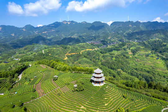 航拍三江布央仙人山茶园