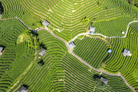 航拍三江布央仙人山茶园风景