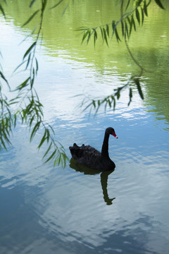 池塘里黑天鹅