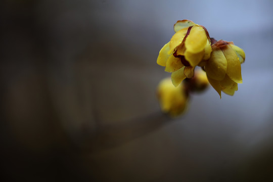 腊梅花