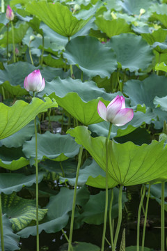 荷花素材