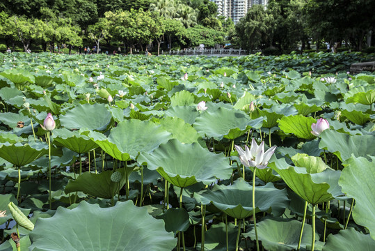 荷花池