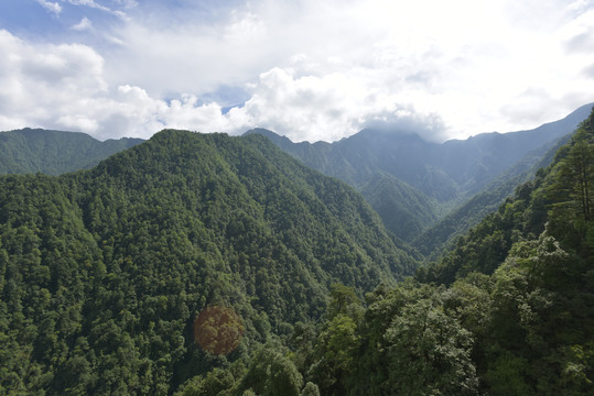 郁郁青青的山谷