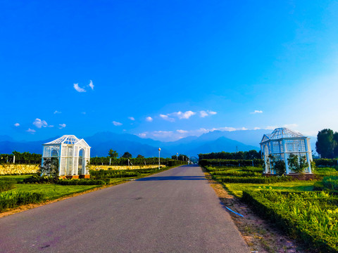 葡萄种植葡萄树