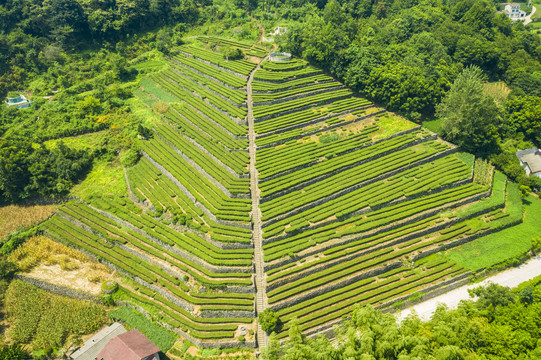 高山茶园